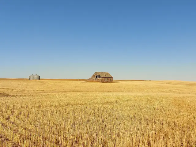 Abandoned barn in a harvested wheat field